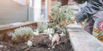 gardening to relax