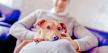 Woman holds her dog on her couch